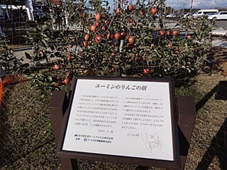 ユーミンのりんごの樹　食べ頃のような赤いリンゴ(^_^;)