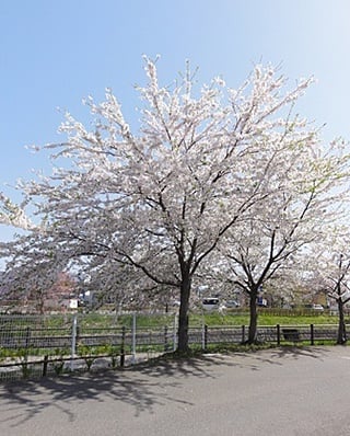 岩手の桜