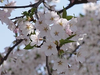 岩手の桜八分咲き