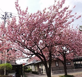 青山町の八重桜