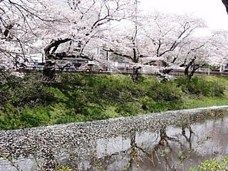水面に写る桜並木です(*^_^*)