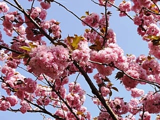 八重桜が見頃です(*^_^*)